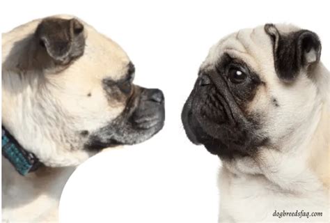 old pugs before breeding.